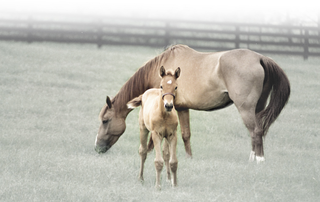mare_foal_edge_0618
